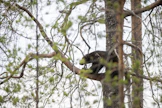 Ahmakanta Suomessa on kasvanut voimakkaasti lähivuosikymmeninä. Kuvituskuva.