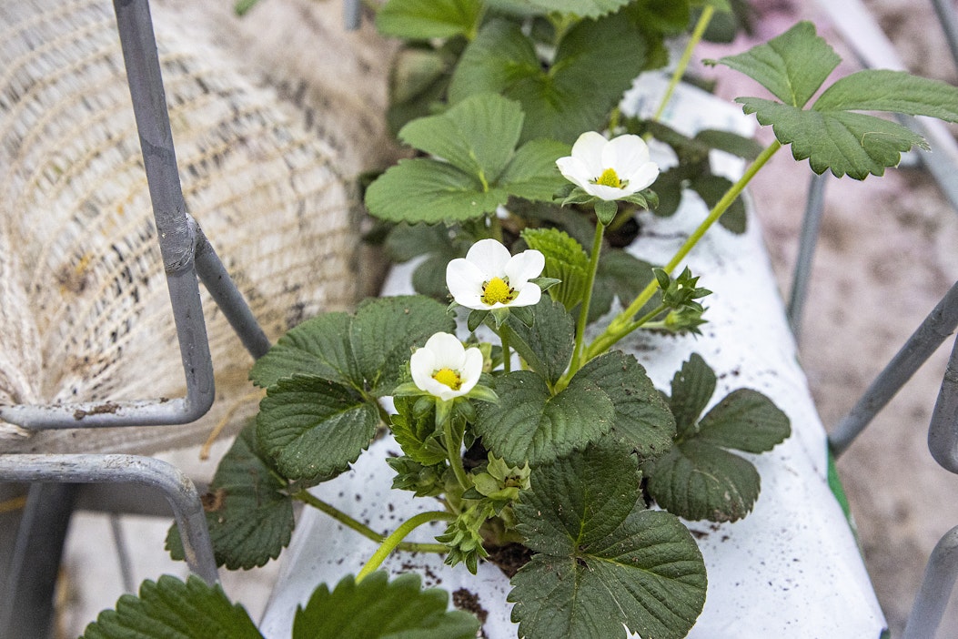 Mansikka kukkii tunnelin suojassa.