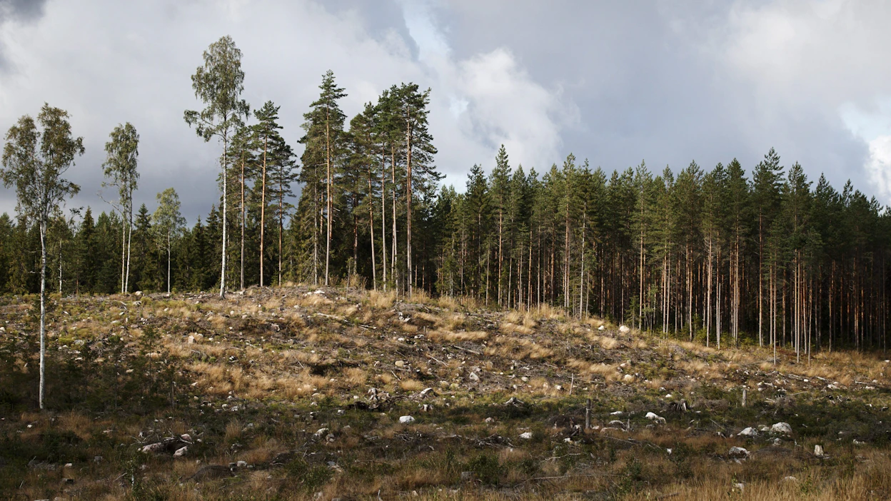 Toisin kuin asuntokaupassa, metsän hinnat eivät painuneet Suomessa alamäkeen nollakorkojen loppuessa. LEHTIKUVA / Roni Rekomaa.