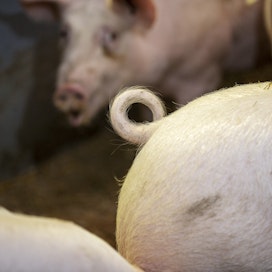 EU ei ole kyennyt valvomaan edes sian saparojen katkomiskieltoa EU:n alueella. Miten onnistuu metsäkatoasetuksen valvominen koko maailmassa?