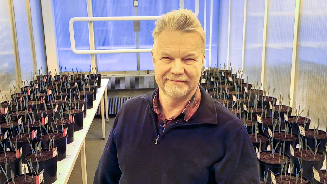 Luonnonvarakeskuksen Pentti Ruuttusella on käynnissä kasvihuonekoe, jossa biostimulantilla käsitellyn ohran oraat ovat hyvässä kasvussa.