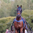 Parin vuoden takainen Suur-Hollola-voittaja Main Stage palaa tauolta maanantaina Kaustisella.