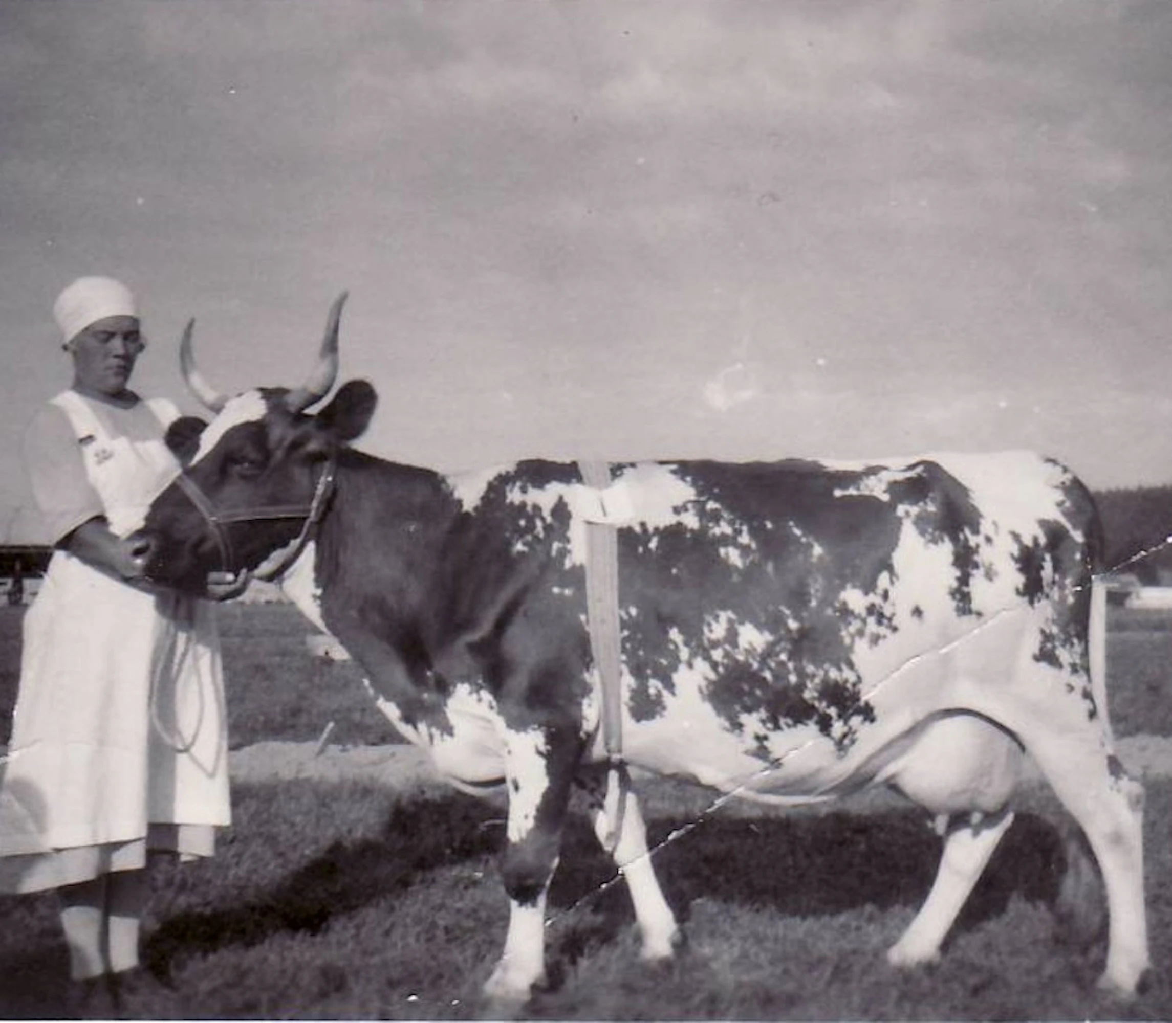 Rauni Lehtiranta esittelee Jokelan kartanon parasta lypsylehmää Mäntsälän maatalousnäyttelyssä vuonna 1937.