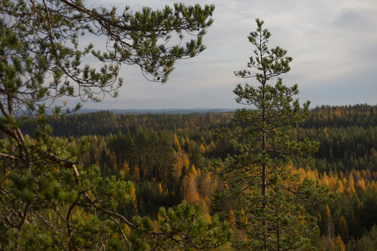 Vaaramaisemaa Polvijärvellä.