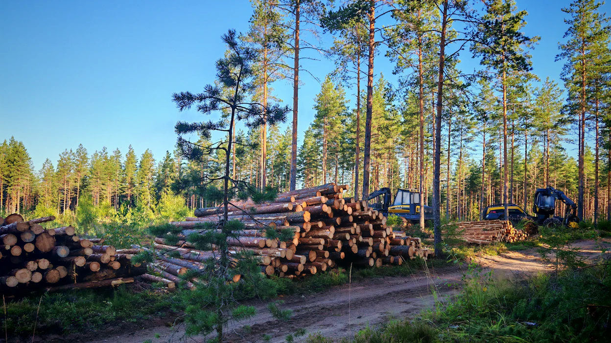 ASF pysäytti hakkuu tartuntavyöhykkeellä. Kuvituskuva.