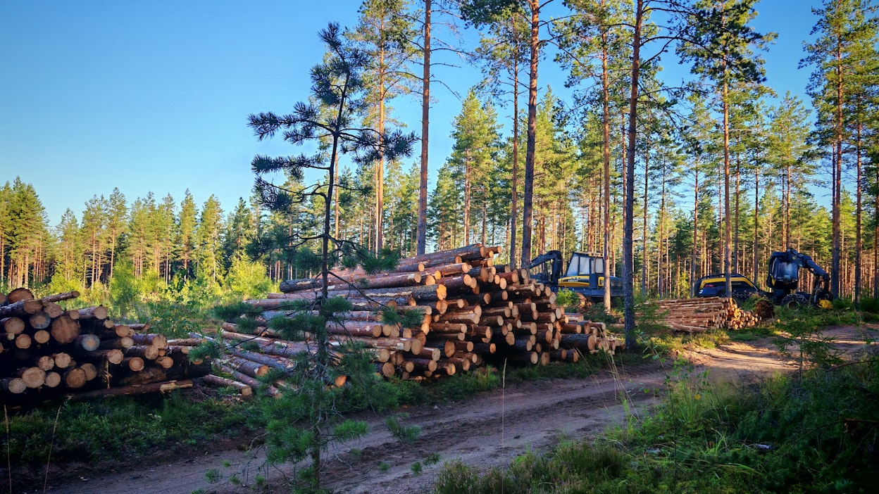 Hakkuut käynnissä. Kuvituskuva.
