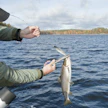 Kalastajien saalista koskeva ilmoitusvelvollisuus astui voimaan 1.1.2024. Kuvituskuva.
