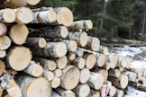 Metsäteollisuus on korvannut venäläistä tuontipuuta kotimaisella.