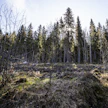 Metsää. Kuvituskuva.