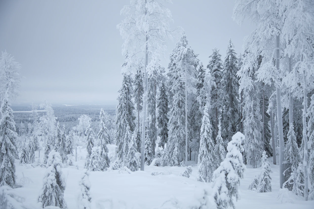 Untamovaarassa tehtiin yksi päätehakkuu viime kesänä. Siinä jätettiin poikkeuksellisen suuri säästöpuiden alue keskelle hakkuuaukiota, sillä kyseisessä kohdassa oli Luonnonsuojeluliiton mukaan yksittäisiä havaintoja uhanalaisista lajeista.