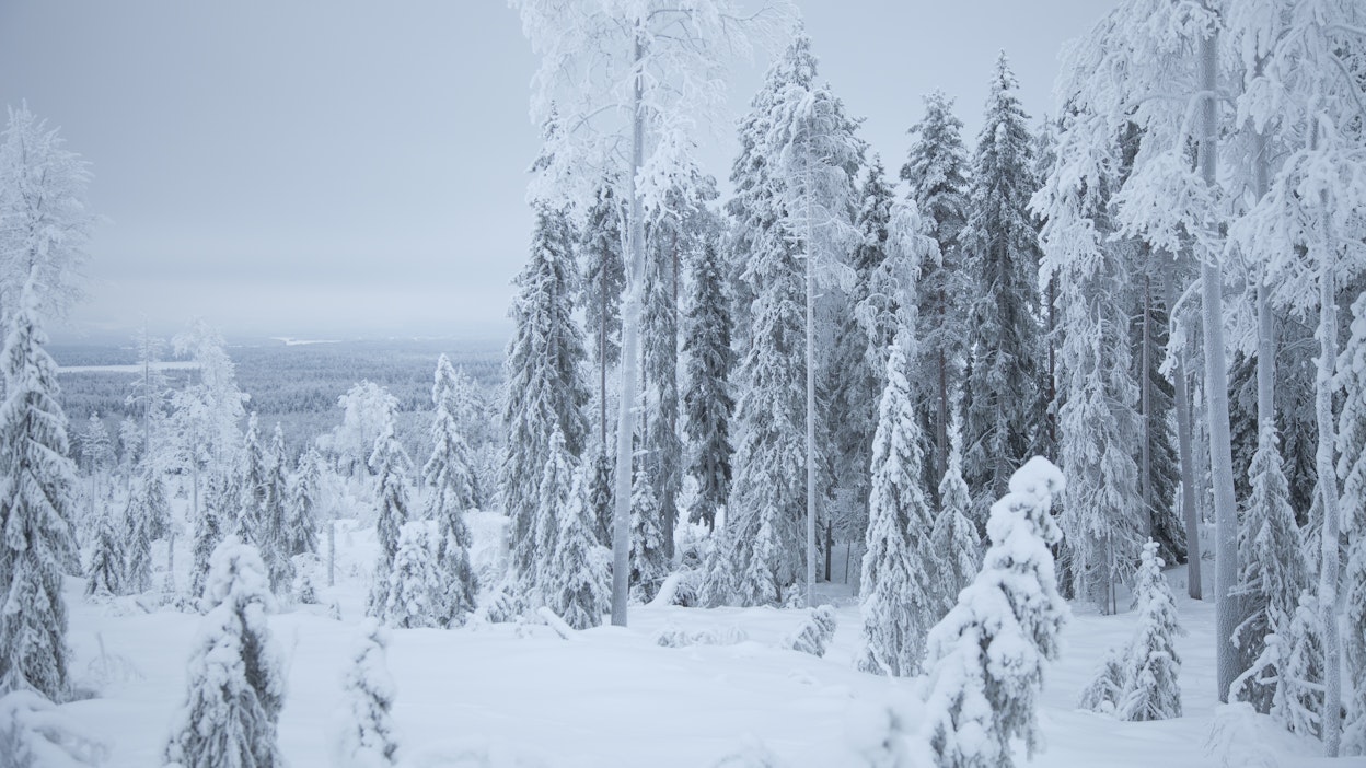 Suojelumetsän ja talousmetsän raja. Kuvituskuva.