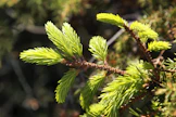 Metsän luomutuotteilla on myönteinen mielikuva, mutta esimerkiksi kuusenkerkän keräämisestä on vaikea kehittää liiketoimintaa.