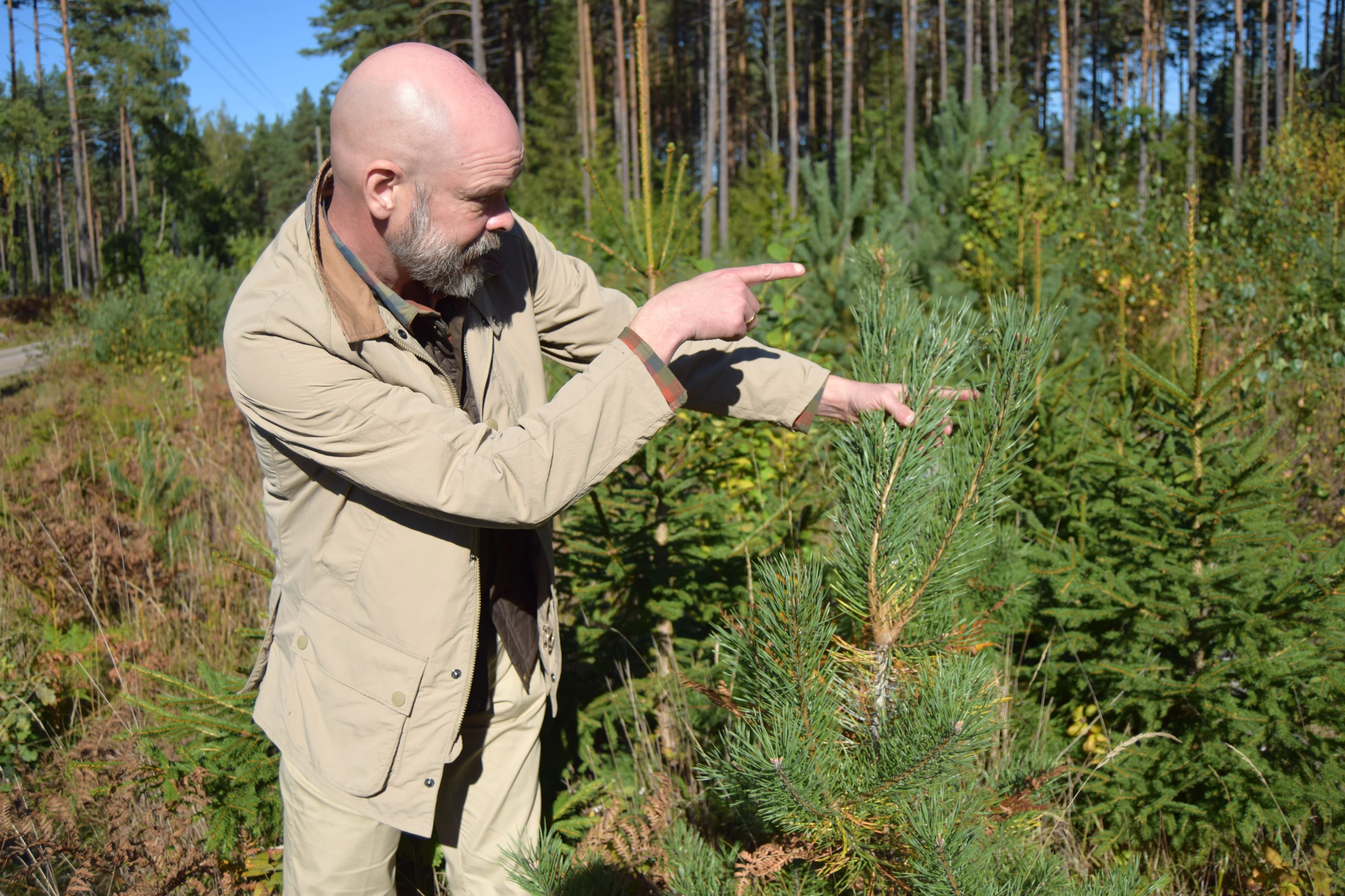 Ruotsin Metsästäjäliiton Daniel Ligné esittelee männyn taimiin suihkutettua hirvikarkoitetta.