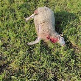 Sudet tappoivat laitumelle kaksi lammasta, mutta niistä toiseen ei kajottu ja toisestakin syötiin vain osa.