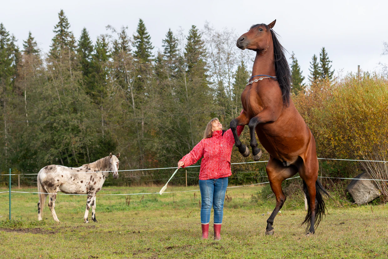 Appaloosa Zhora ei ymmärrä, miksi vain PRE-hevonen Ivan on päässyt temppuilemaan Elena Molchanovan kanssa.