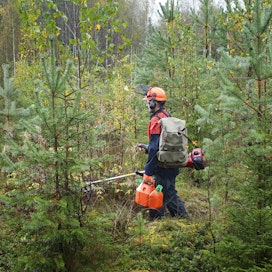 Nuoren metsän hoitoa pyritään helpottamaan jälkirahoitteisella mallilla, jolloin korvaus haetaan vasta hoitotyön jälkeen.