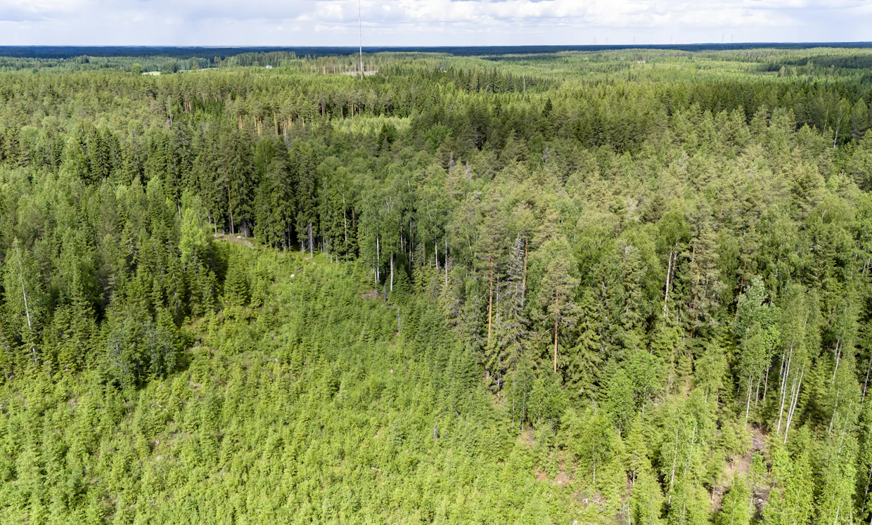 Arvioi metsänhoidollisen tilanteen ja maaston perusteella, mitkä kuviot voisi niputtaa kesäkorjuukelpoiseksi leimikkokokonaisuudeksi.