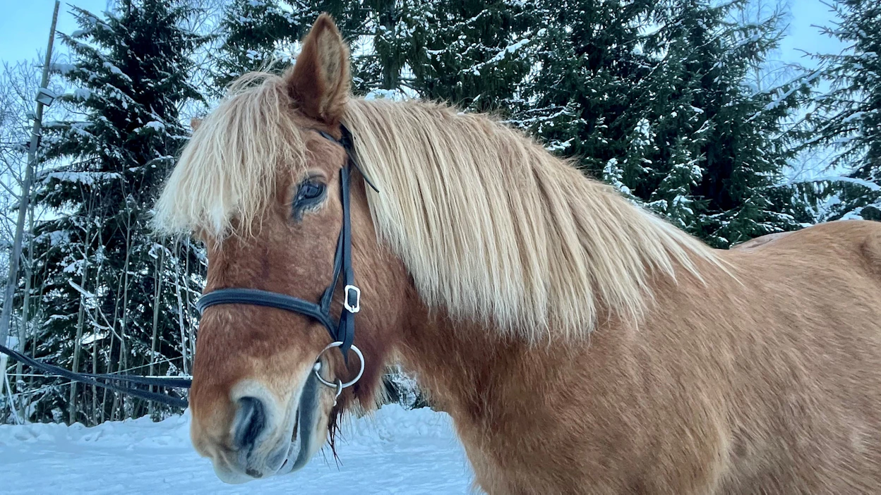 Englantilainen turpahihna on länsimaissa suosituin. Maailman johtaviin hevostutkijoihin kuuluva Hilary Clayton kollegoineen selvitti viime vuonna, millaista painetta eri turpahihnat hevosille aiheuttavat.