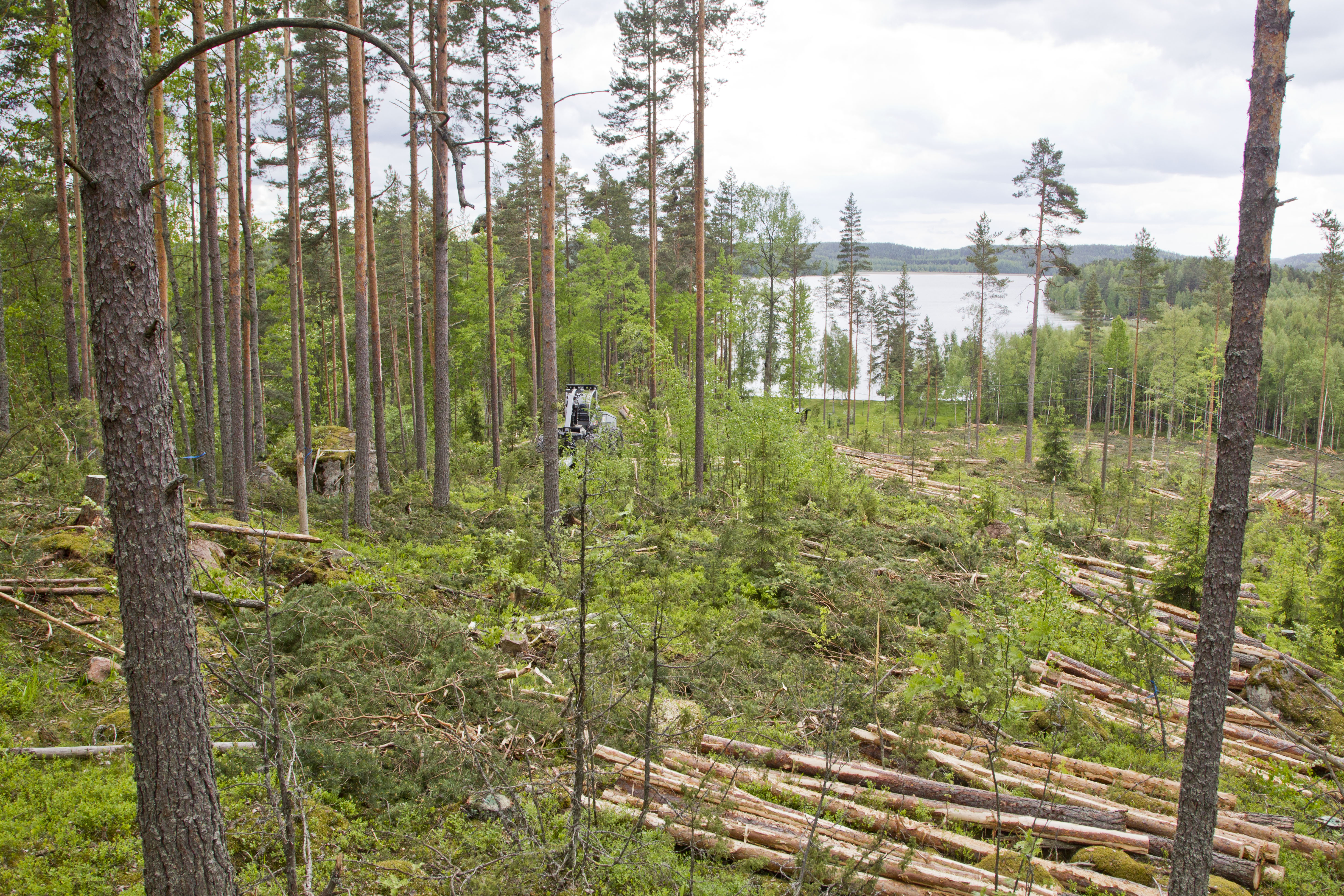 Luonnonsuojeluliitto: Marinin Hallitus Ei Onnistu Turvaamaan ...