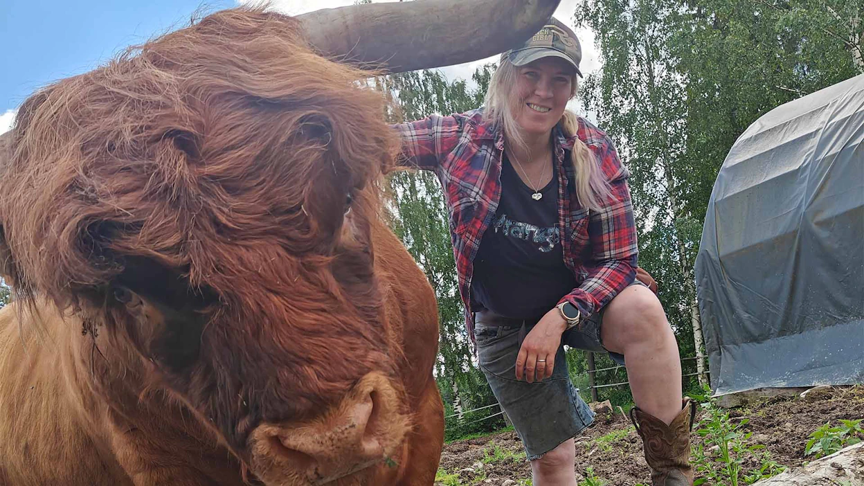 Mauri-sonnin saapuminen sai somessa kritiikkiä, kun vanha sonni päätyi uuden tieltä teuraaksi. Sanna Kauppinen muistuttaa, että karjatilalla tehdään arkisia päätöksiä kaiken aikaa.