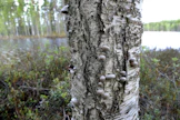 Luonnon monimuotoisuus ilmenee muun muassa metsien rantavyöhykkeillä.