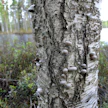 Luonnon monimuotoisuus ilmenee muun muassa metsien rantavyöhykkeillä.