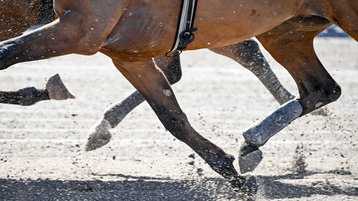 Tutkijoiden mukaan kilpahevosen vatsahaavalääkkeen ennaltaehkäisevään käyttöön pitää suhtautua varauksella, sillä terveysongelman uhka on olemassa. Kuvituskuva.