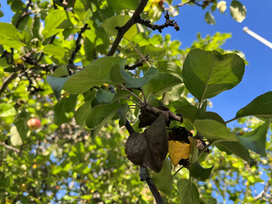 Oulussa omenapuuhun jäi viime syksynä lehdet kiinni koko talven ajaksi. Ne eivät ole irronneet vieläkään.