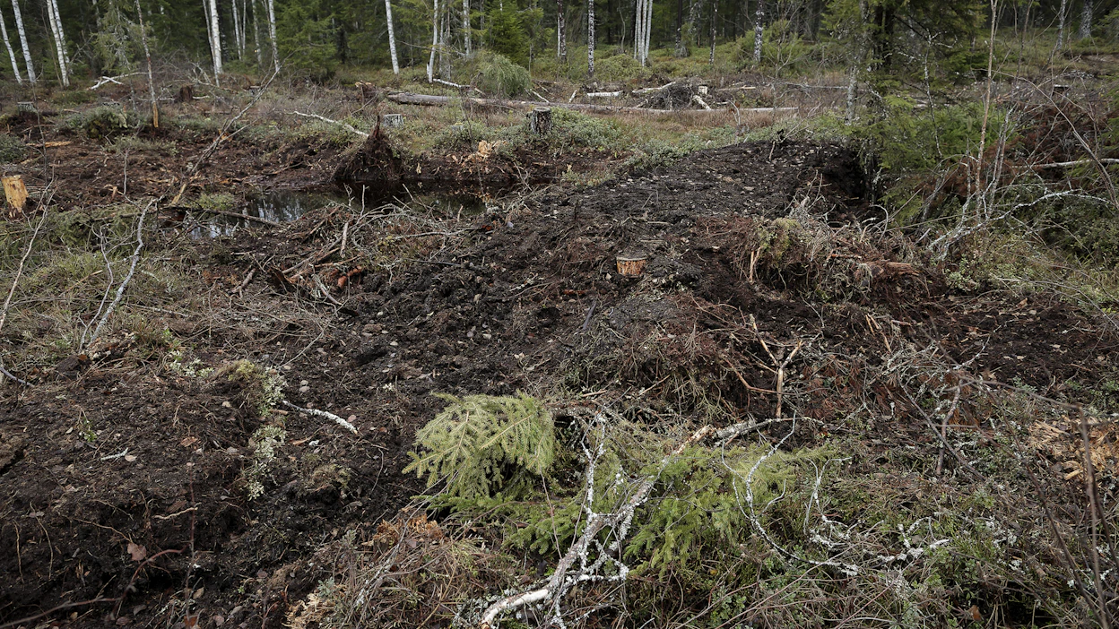 Noin 20 hehtaarin suoalueen ennallistamistöitä Pieksämäen Paltasella. 20 hehtaarin suoalueen ennallistaminen tarkoittaa aikanaan tehtyjen ojien patoamista tai tukkimista sekä ojituksen jälkeen syntyneen puuston poistoa.