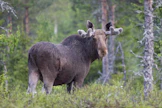 Asenteet hirviä kohtaan ovat pysyneet kriittisinä.