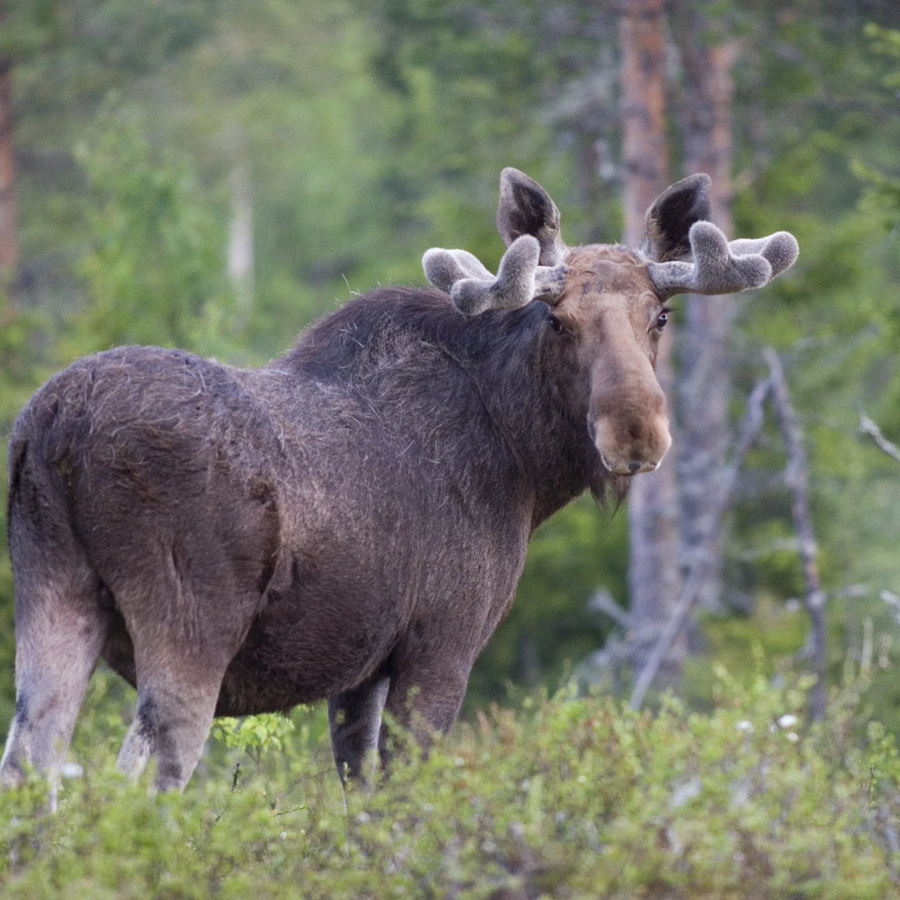 Asenteet hirviä kohtaan ovat pysyneet kriittisinä.