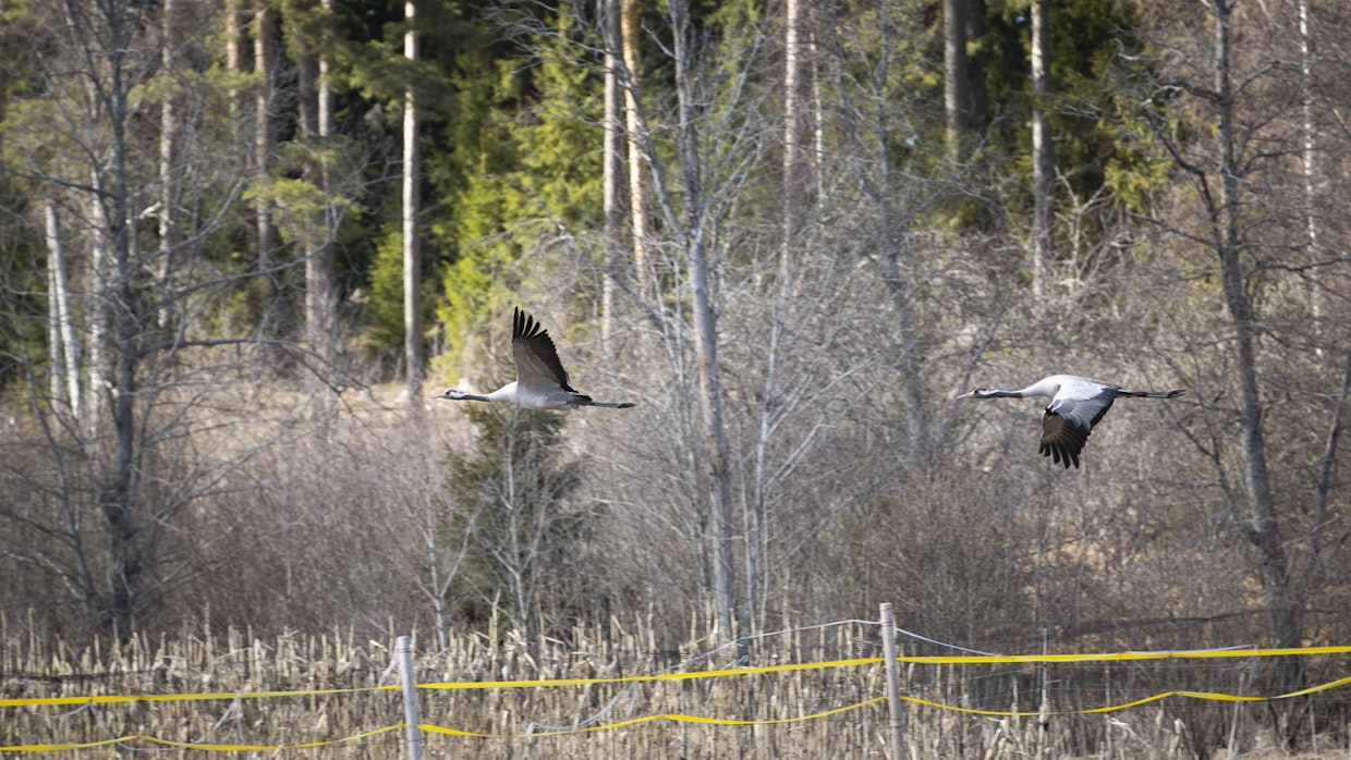 Kurjet lentävät mieluiten keskenään.