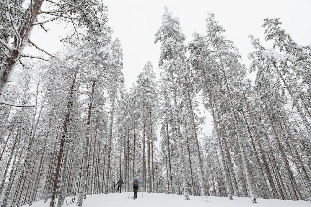 Stressi lievenee luonnon helmassa ja sydämen syke hidastuu. Kuvassa Rokuan kansallispuisto.