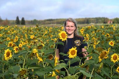 ”Haluan saada mahdollisimman suuren katteen pellolta minimikustannuksin”, tiivistää kasvinviljelytilaa pitävä Elina Valkeinen Kouvolasta. Puolen hehtaarin monimuotoisuuspellolla kasvaa auringonkukkia. 
