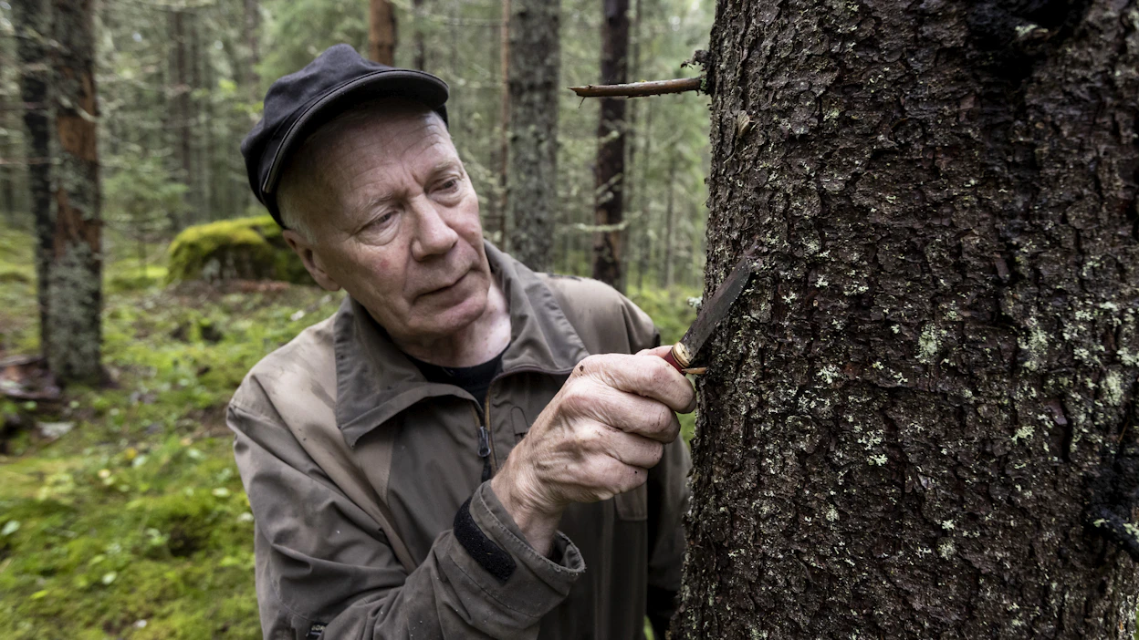 Matti Äijö tutkii, näkyykö kuusen kyljessä pieniä, kirjanpainajien iskeytymisestä kieliviä reikiä.