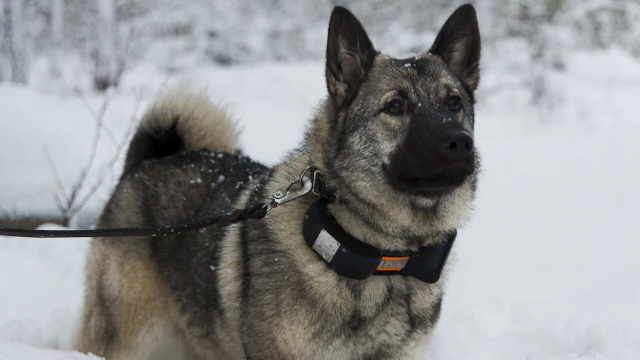 Susien aiheuttamia koiravahinkoja sattuu etenkin etäällä ohjaajasta työskenteleville metsästyskoirille.
