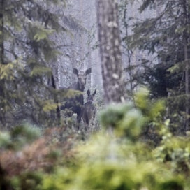 Tälle metsästyskaudelle hirven pyyntilupia on myönnetty vähemmän kuin edellis­vuonna, esimerkiksi Oulun riista­keskuksen alueelle 12 prosenttia ja Lappiin yli 30 prosenttia viimevuotista vähemmän.