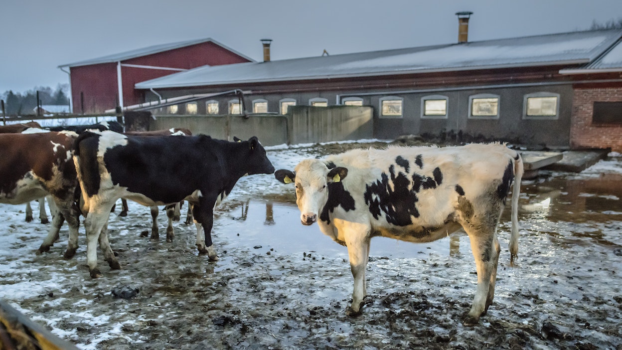 Kuvituskuva. Kuvassa ulkona jaloittelevat hiehot eivät liity tapaukseen.