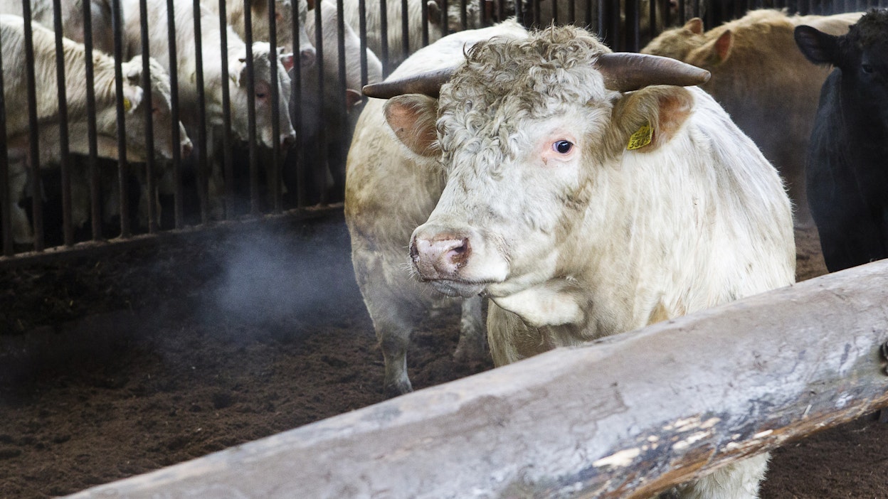 Maksut perustuvat tilalla 1.4.–15.9.2022 palkkiokelpoisina olleiden nautojen ja lypsylehmien määrään.