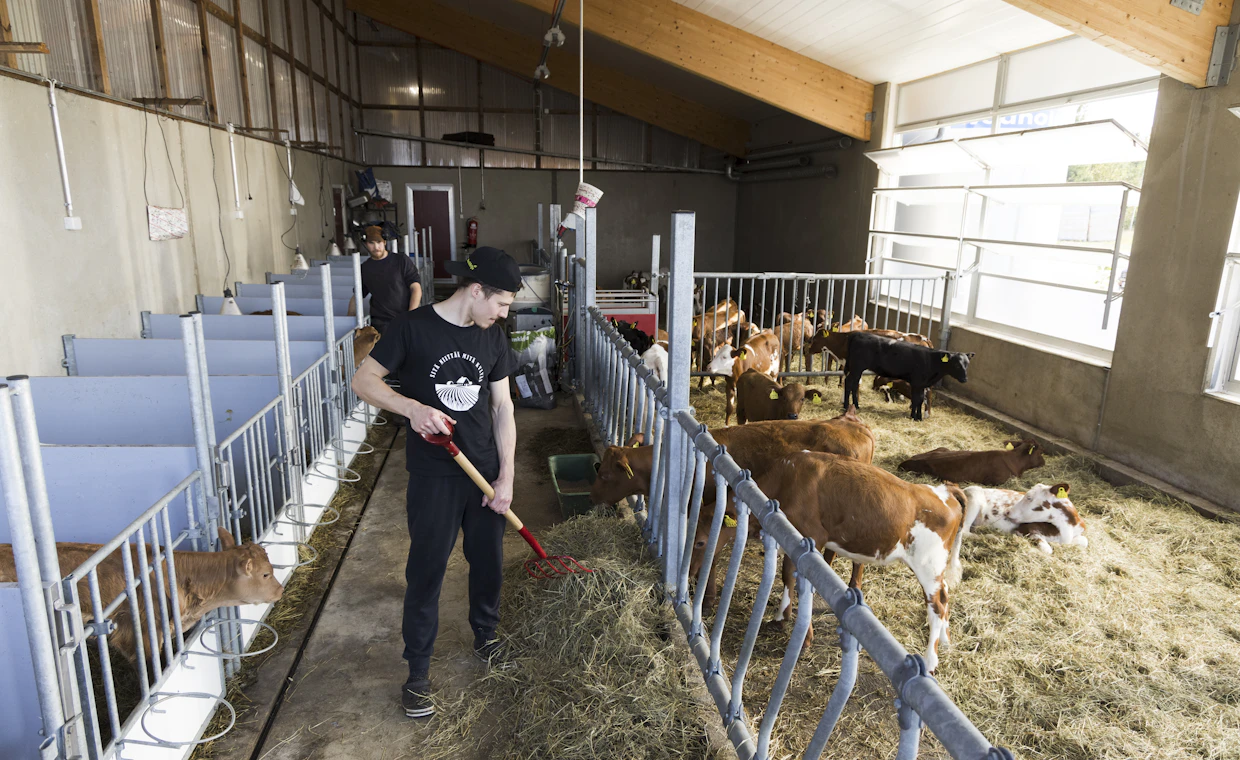 204 lehmäpaikan pihatto nosti maitotuotannon uudelle tasolle muutamassa kuukaudessa – tilan EKM-tuotos on nyt 14 600 kiloa.