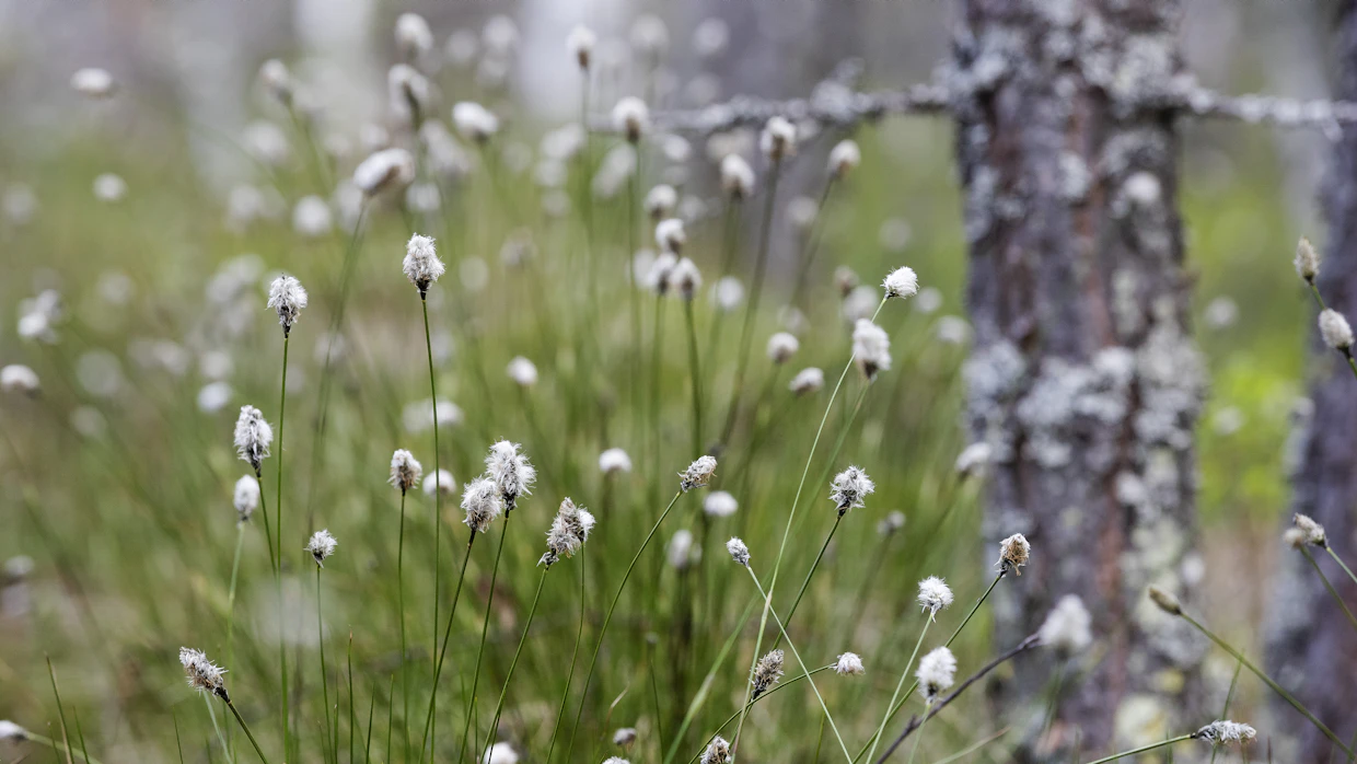 Esimerkiksi maaperästä poistuvan hiilen määrää ei tarvitse seurata luonnontilaisilla alueilla.
