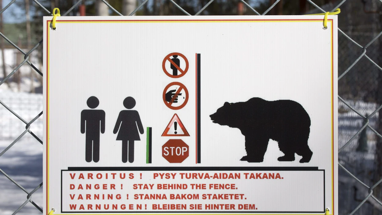 Poliisi totesi karhun ihmiselle vaaralliseksi ja päätyi lopettamaan sen, poliisi kertoo tiedotteessa. LEHTIKUVA / Tea Karvinen.