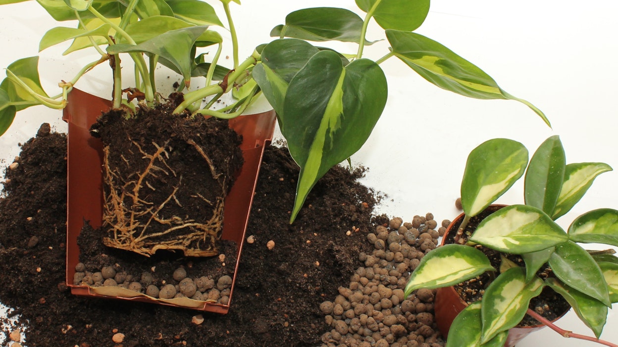 Ravinteikas kasvualusta ja sopivan kokoinen ruukku takaavat sen, että huonekasvit jaksavat kukoistaa kauniina ja tuottaa hoitajalleen onnistumisen iloa.