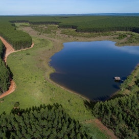 Arauco on valmistellut sellutehdasinvestointia Brasiliaan hankkimalla metsiä.