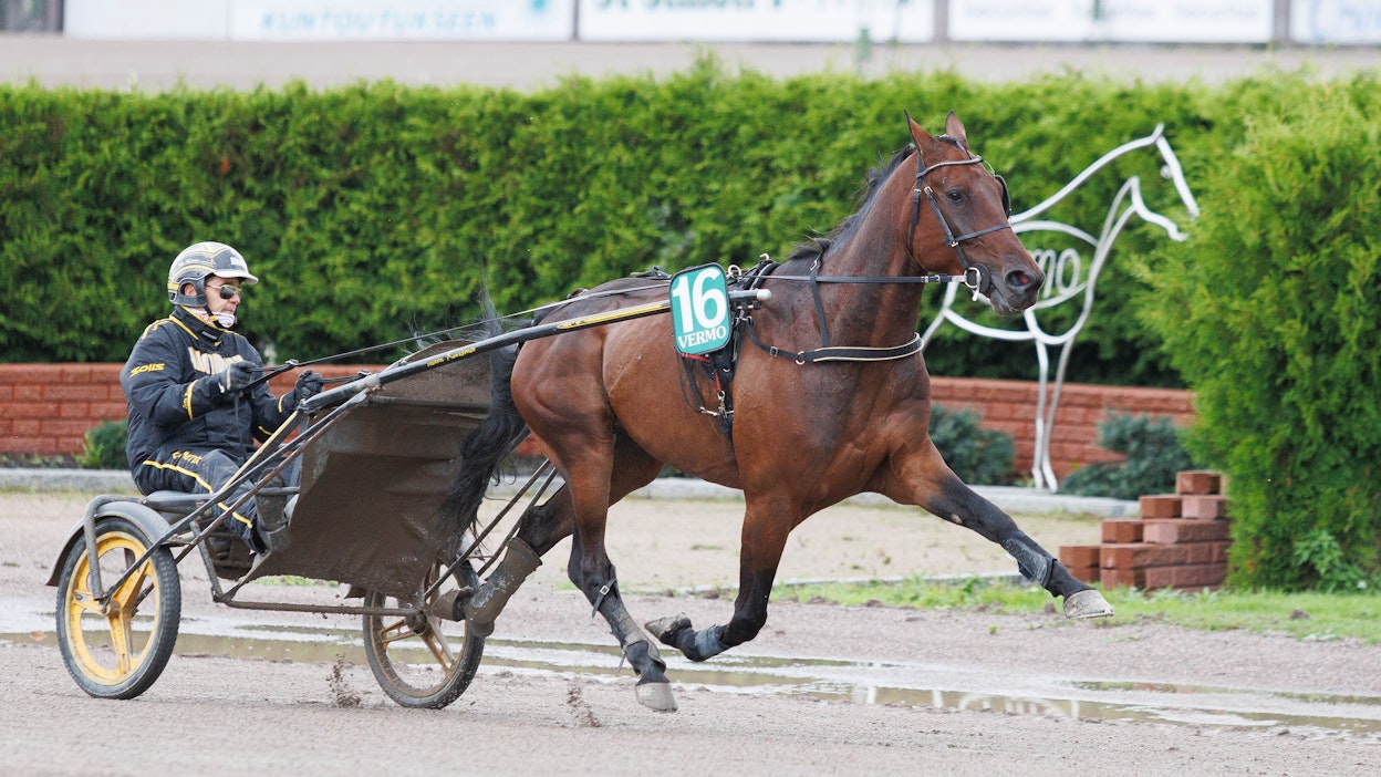 Isto Kuisman valmentama Nemea Iceman on vihjerivin varma.