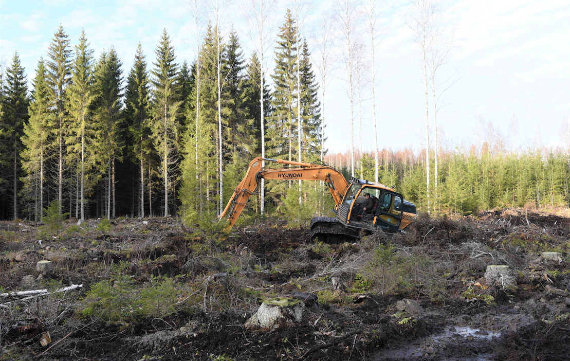 Mätästys toimii rehevillä mailla.