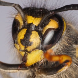 Piha-ampiainen on ampiaisista tavallisin. Se pesii talon rakenteissa, puukasoissa sekä myyrän ja maan koloissa.
