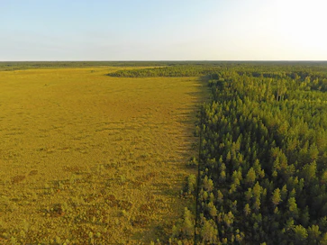 Ennallistamisasetuksen teema näkyy tässäkin kuvassa. Vasemmalla Natura 2000 -ohjelman suo ja oikealla siihen rajoittuva ojitusalue, jossa metsän kasvu on vauhdissa. Molempia tarvitaan.