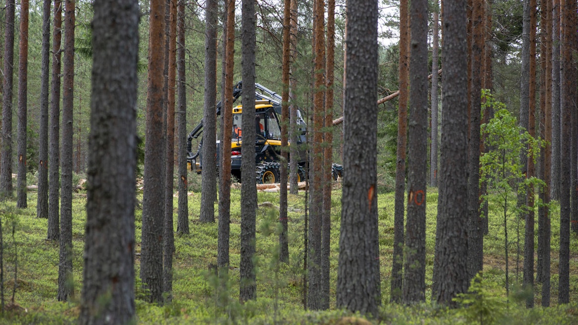 Puulla on yhä enemmän kysyntää, kun puuntuonti Venäjältä lopahti sotapakotteiden takia.