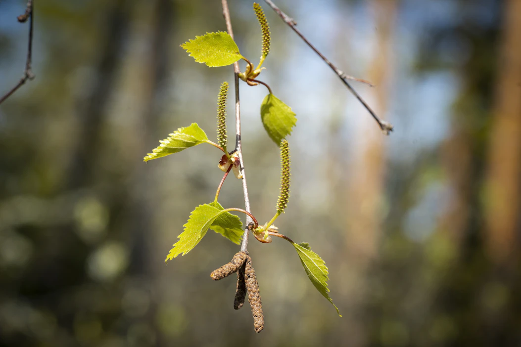 Koivun kukinnan odotetaan alkavan tällä viikolla lämpimillä kasvupaikoilla myös maan keskiosissa.